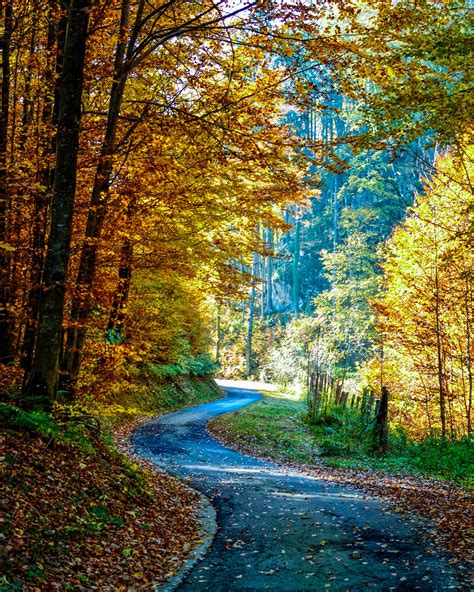 waldbilder kostenlos